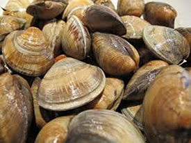 Blood Clam