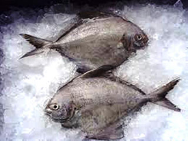 Black Pomfret