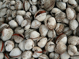 Blood Clam
