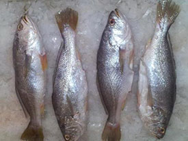 Croaker (Yellow,Silver,TT)