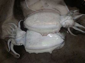 Cuttle Fish