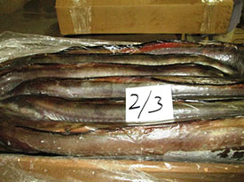 Eel Fish
