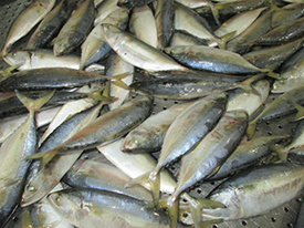 Indian Mackerel