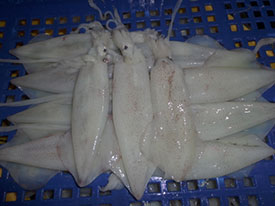 Loligo Squid