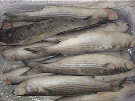 Mullet