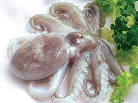 Octopus