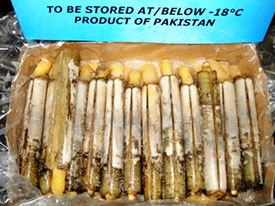 Razor Clam