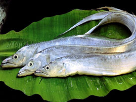 Ribbon Fish