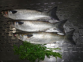 Sardine