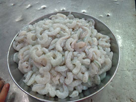 Shrimps PUD
