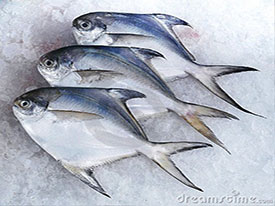 Silver Pomfret