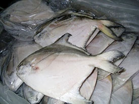 White Pomfret