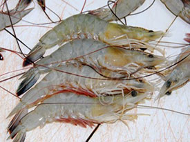 White Shrimp